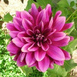 Meet your Posher, Cathy